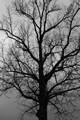 Quercus robur IMG_8776_1 Dąb szypułkowy